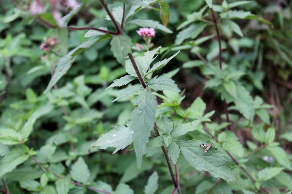 Eupatorium cannabinum